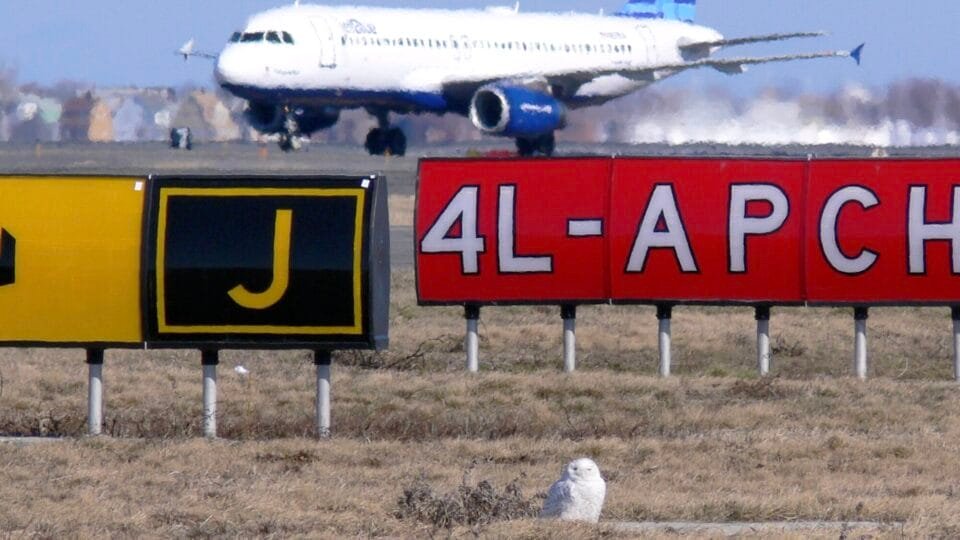 a still from a short documentary showing an airplane in the background of an airfield with a snowy owl on the ground in the foreground